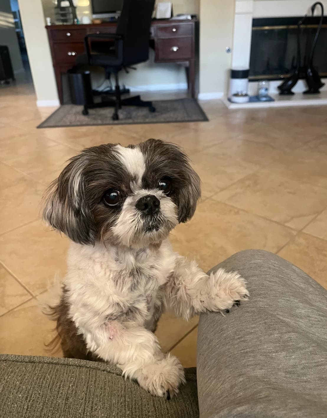 Bomi, Ryan's Malti-Zu, standing up to say hi